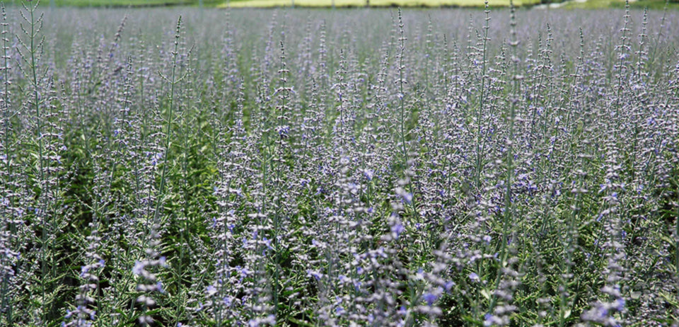 Russian Sage