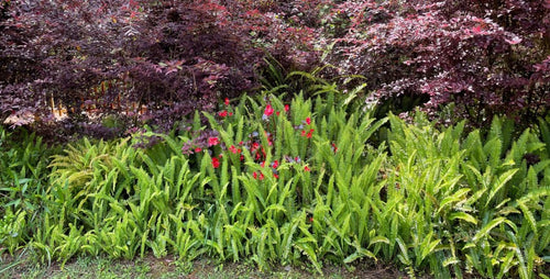 Brighten Up Shady Spots with Foliage and Flowers