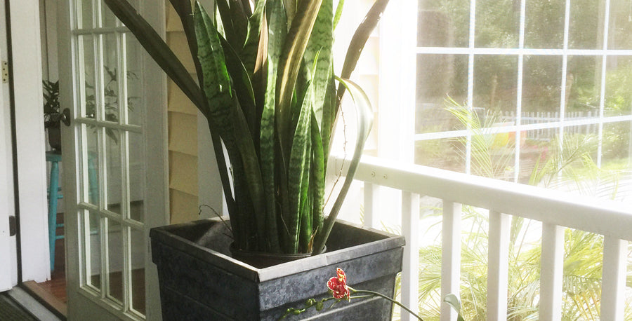 Is it Time to Repot Your Snake Plant?