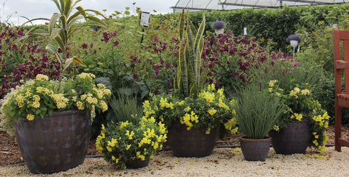 9 Reasons to Use Snake Plants in Outdoor Containers