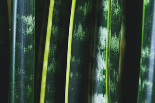 Small to Tall: A Trio of Sculptural Snake Plants