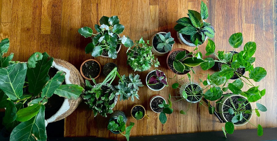 Streamline Your Houseplant Care Regime