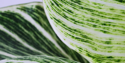 Yikes Stripes! Houseplants with Striped Leaves