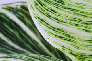 Yikes Stripes! Houseplants with Striped Leaves