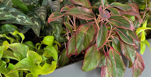 Container Refresh: Add Summer Color With Houseplants