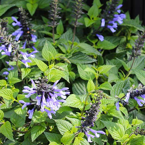 6 Reasons to Love Salvias