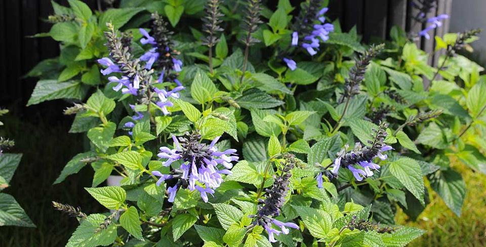 6 Reasons to Love Salvias
