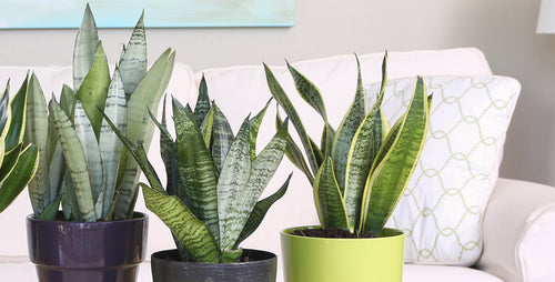 The One Plant No Home Should Be Without