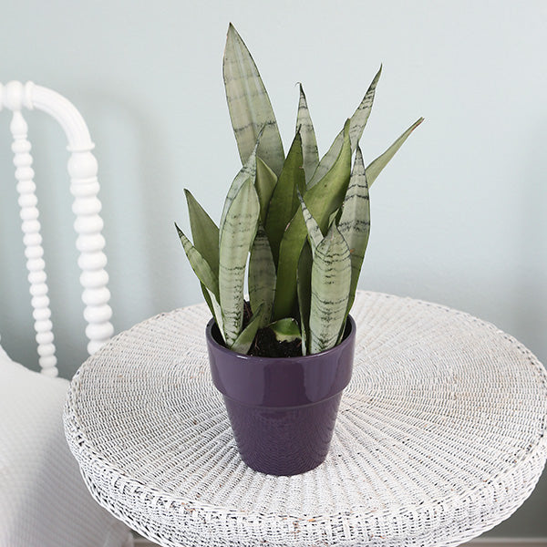 Moonshine Snake Plant