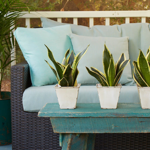 Dracaena trifasciata 'Black Gold' is an upright variety that can grow to be 2 feet tall indoors