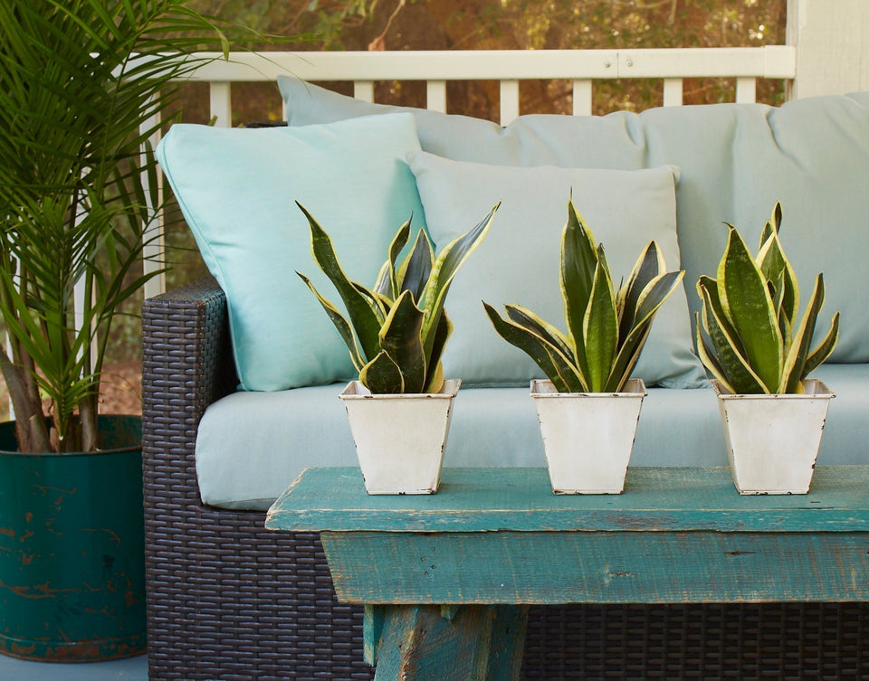 Dracaena trifasciata 'Black Gold' is an upright variety that can grow to be 2 feet tall indoors