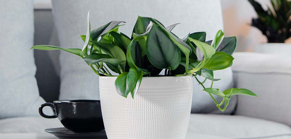 Healthy Moonlight Scindapsus plant with silvery-green foliage in a textured white pot, displayed against a neutral background with cozy home decor elements."
