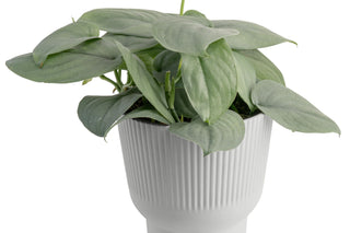 Platinum Scindapsus