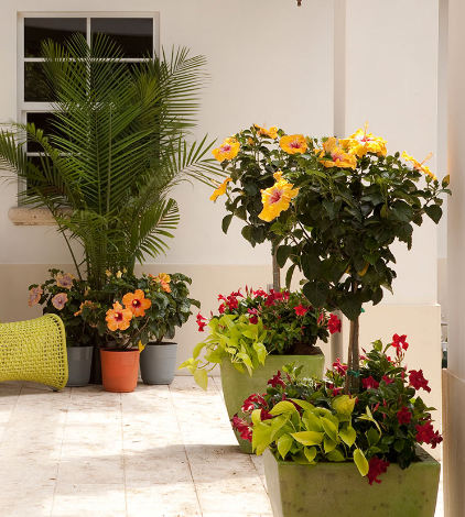 Tropical Hibiscus and Mandevilla