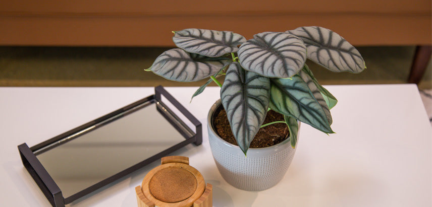 A Silver Dragon Alocasia plant with distinctive silvery-green veined leaves in a textured light blue pot, placed on a white table next to a black-framed mirror tray and a small wooden coaster.