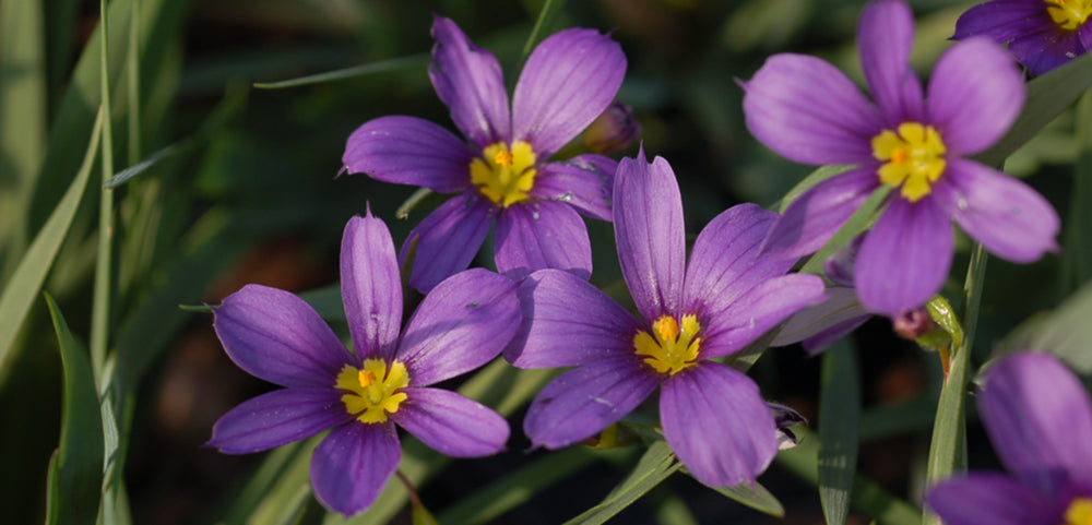 Blue-Eyed Grass – Costa Farms