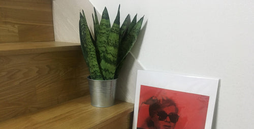 Snake Plant: Artistic Appeal Around the World