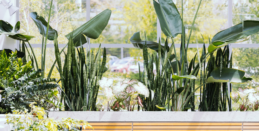 Take Your Snake Plant Outside – Costa Farms
