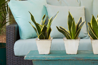 Snake Plants for Every Decor