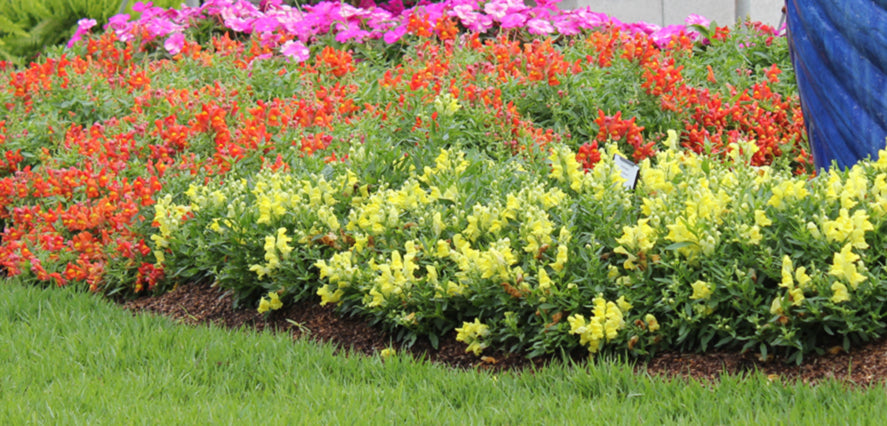 Snapdragon