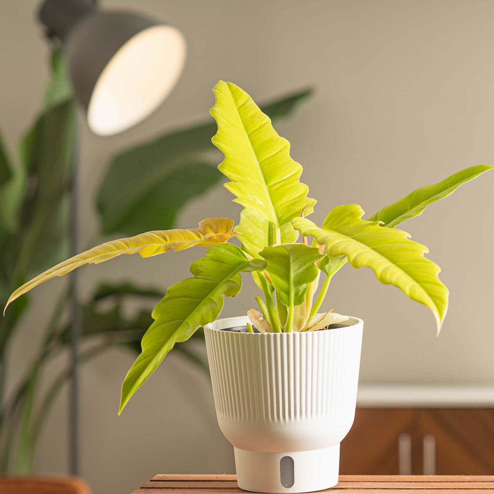 Houseplant Philodendron Golden Crocodile in a white container on a wood table with a lamp in the background
