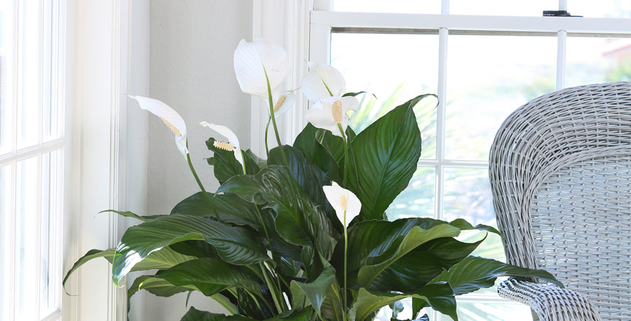 Clean the Air Naturally