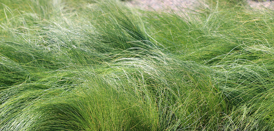 Mexican Feather Grass
