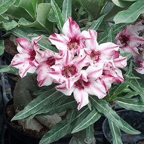 Striped Desert Rose