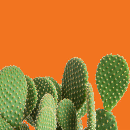 4 Hot Cacti & Succulents for Your Home