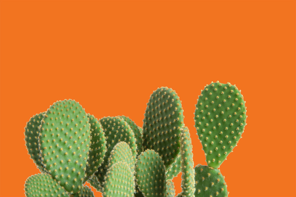 4 Hot Cacti & Succulents for Your Home