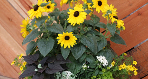 3 Flower/Foliage Combos for Sunny Spots