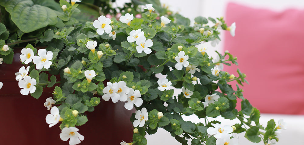 Bacopa Bacopa