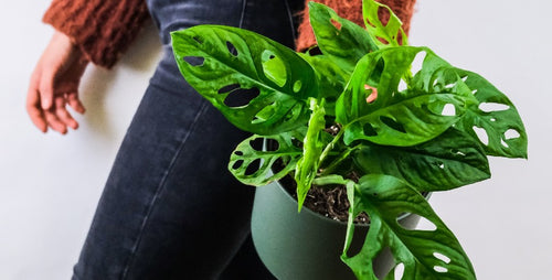 4 Hot Houseplant Trends for 2022