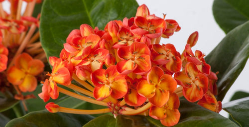 6 Colorful Flowers for Tropical Color Schemes