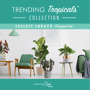 Trending Tropicals® Houseplants Add Indoor Style