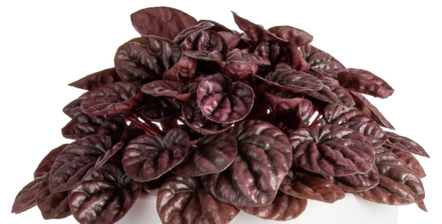 Breathe New Life into Your Houseplant Collection