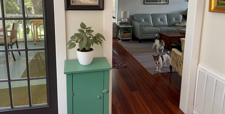 Getting to Know Your Trending Tropicals® Plant