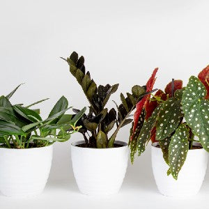 Repotting your Trending Tropicals® Houseplant