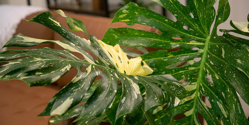 Monstera Thai Constellation Update