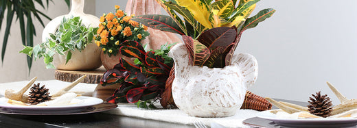 Decorate for Thanksgiving with Plants