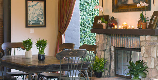 12 Things You Did Not Know About Houseplants