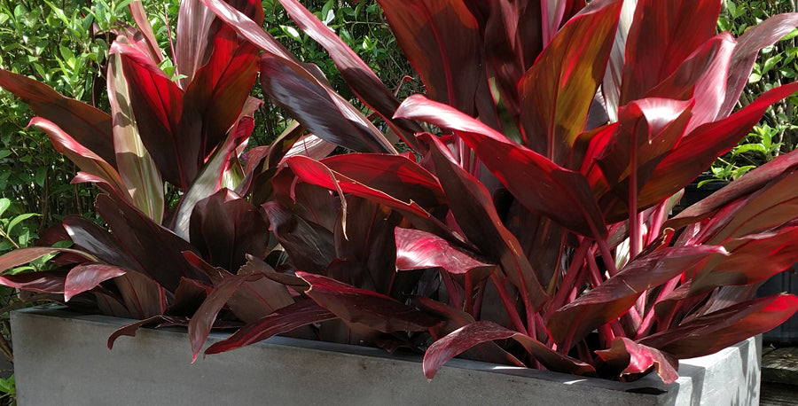Bring Hawaii Home with Ti Plant