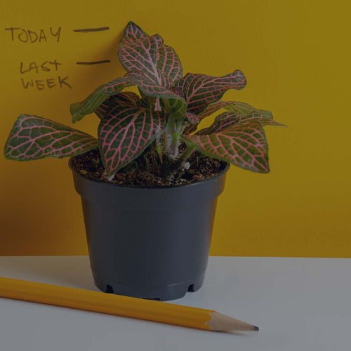 Small Fittonia plant on white table against a yellow wall with a pencil and growth markings