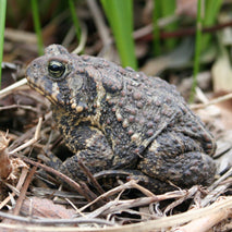 Toads in the garden - Richard Jackson Garden