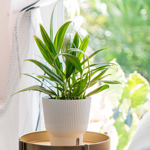 A potted Silver Streak Pothos houseplant in a white self-watering planter on a gold table in front of a large window