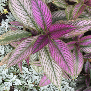 Foliage Plants for Color, Texture, and the Wow-Factor