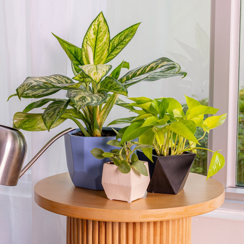 How To Fix Overwatering and Root Rot on Your Houseplants