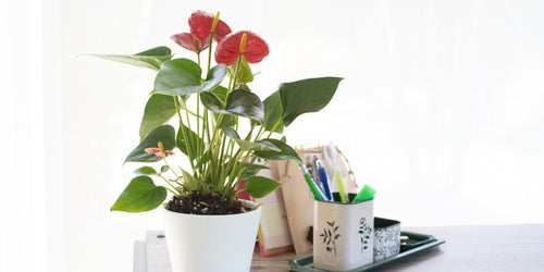 7 Valentine's Day Houseplants You Can Buy Online