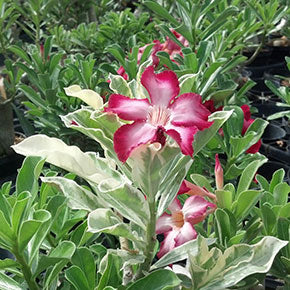 Variegated Desert Rose