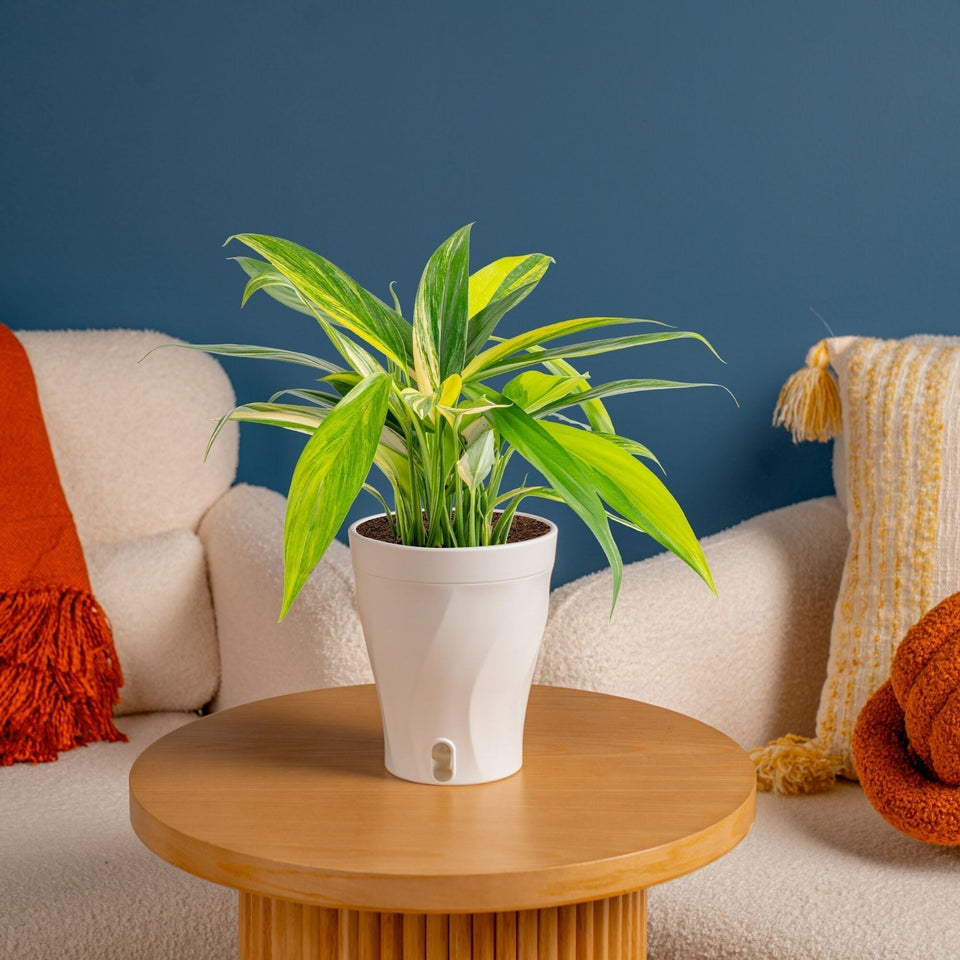 Variegated Silver Streak Pothos, a houseplant, in a white self-watering container on a wood table in front of a blue wall